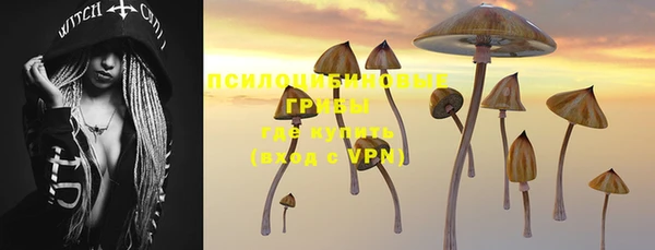 индика Новозыбков