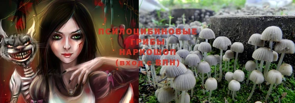 индика Новозыбков